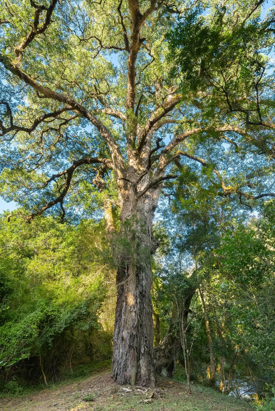 Forest